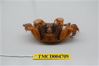 藏品(圓額新脹蟹)的圖片